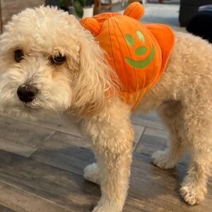 Disney pumpkin dog Costume